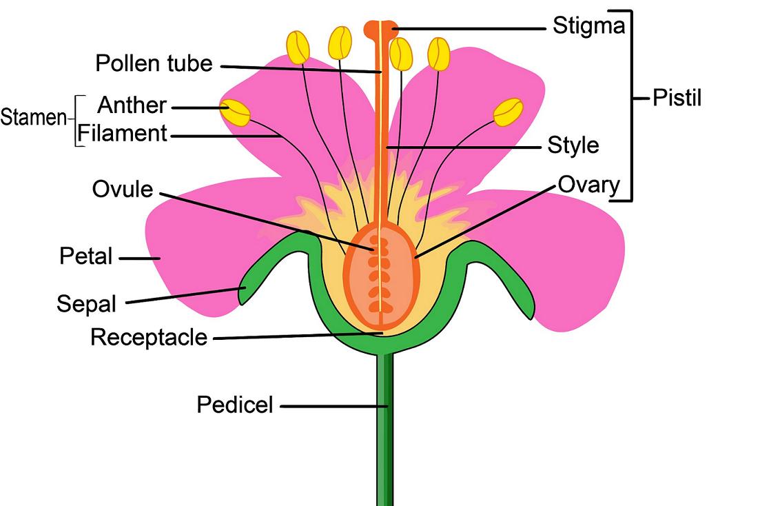 Sketch The Reproductive Parts Of A Flower With Labelling At Geraldine 